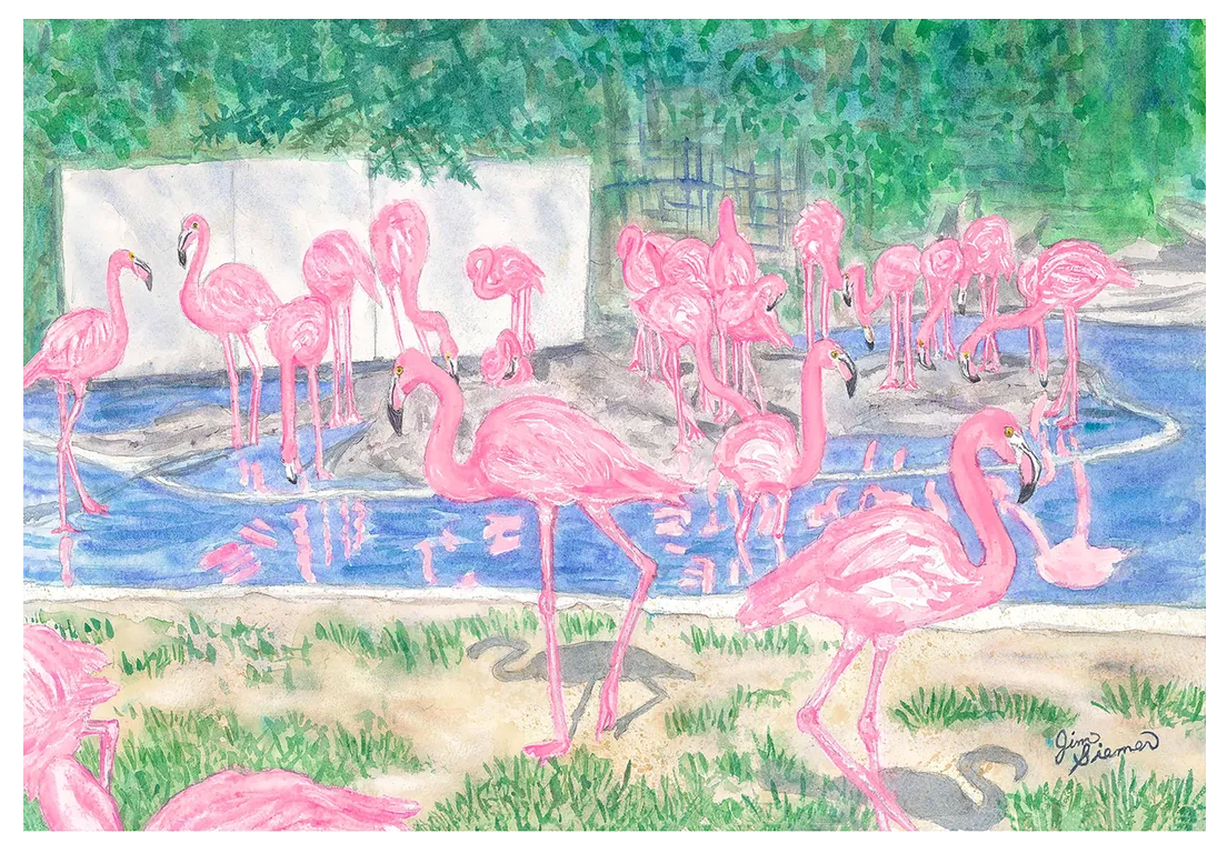 Flamingos at the Columbus Zoo Card