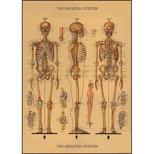 Vintage Style Map - Skeleton Wrap